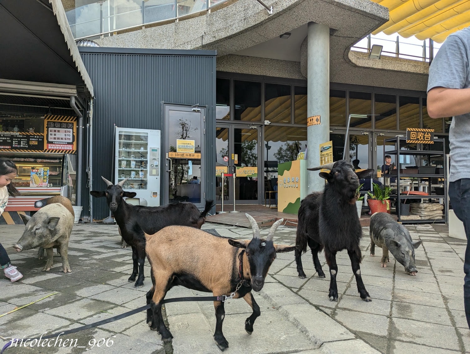 ﹝親子景點﹞屏東潮州鐵道園區∣潮州美食∣潮州景點∣屏東親子景點∣屏東一日遊∣火車迷必來景點∣小朋友最愛的餵動物∣刺激坑爹車 雲霄飛車∣佔地很廣可以盡情跑跑∣ - 第18張圖