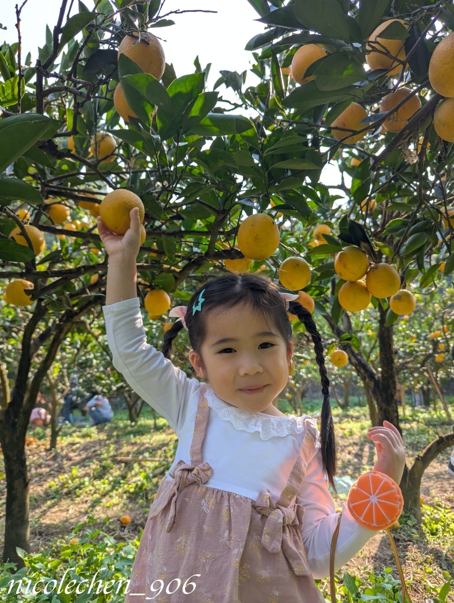 ﹝親子採果﹞冬天就是要採柳丁∣台南東山蕭永固果園∣現採現榨柳丁汁∣園區還準備了很多可愛拍照道具∣適合全家大小的親子景點∣台南親子景點∣寵物友善∣ - 第1張圖