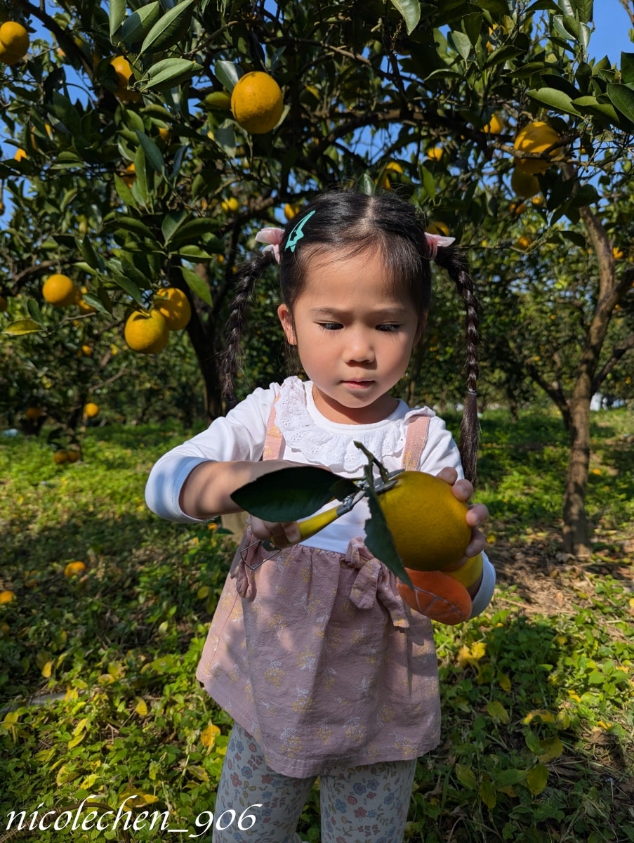 ﹝親子採果﹞冬天就是要採柳丁∣台南東山蕭永固果園∣現採現榨柳丁汁∣園區還準備了很多可愛拍照道具∣適合全家大小的親子景點∣台南親子景點∣寵物友善∣ - 第11張圖