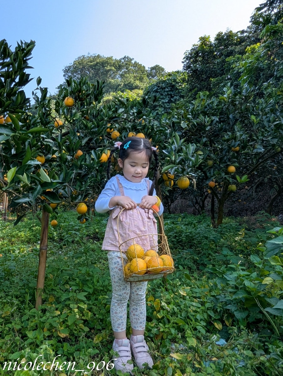 ﹝親子採果﹞冬天就是要採柳丁∣台南東山蕭永固果園∣現採現榨柳丁汁∣園區還準備了很多可愛拍照道具∣適合全家大小的親子景點∣台南親子景點∣寵物友善∣ - 第12張圖