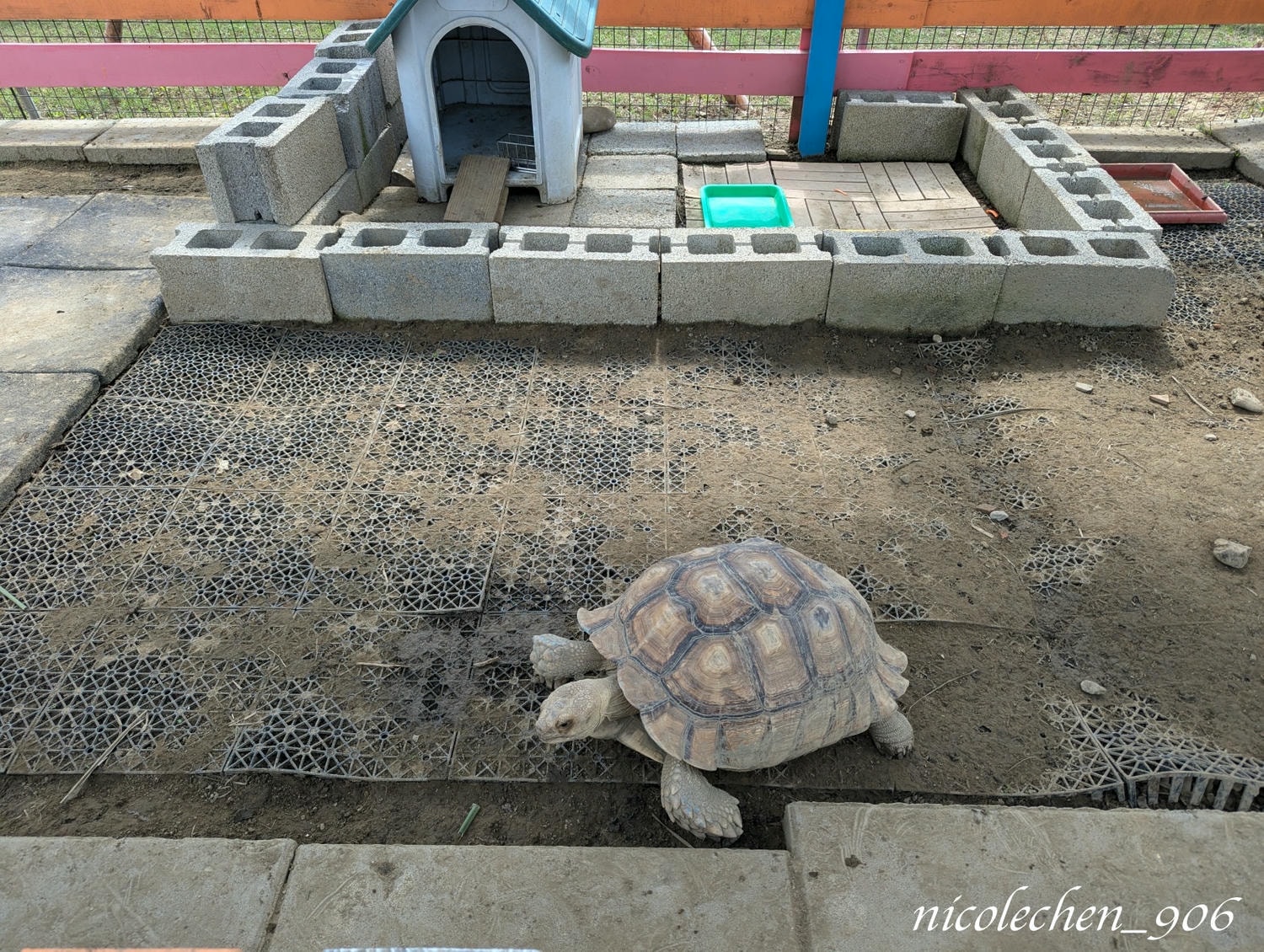 ﹝親子景點﹞嘉義景點∣中埔萌寵村親子樂園∣小朋友最愛的餵動物∣多個免費遊樂設施∣可以放電半天的好地方∣嘉義親子景點∣放電完再去附近的足湯餐廳吃飯∣台版神隱少女油屋 清豐濤月∣ - 第13張圖