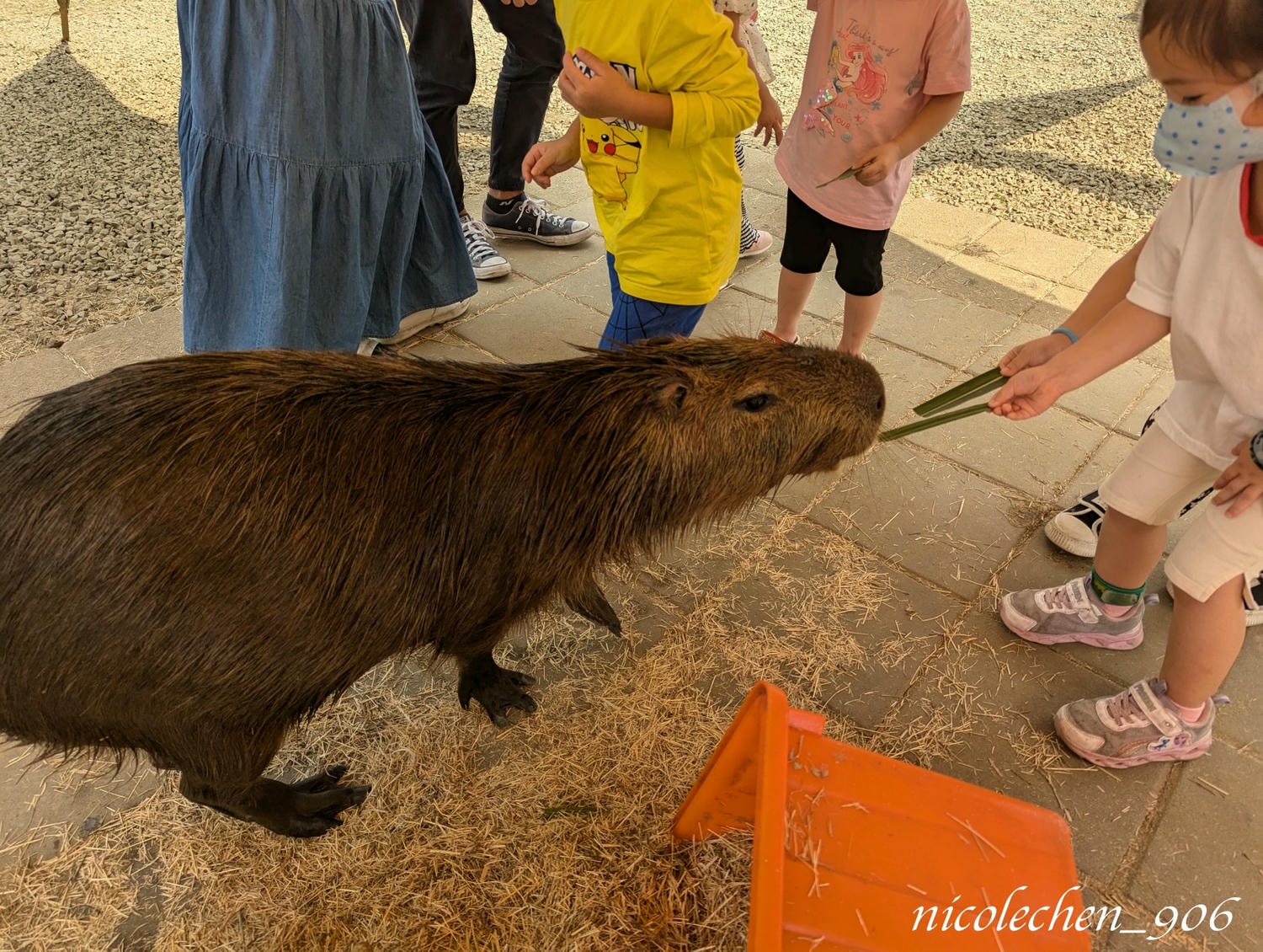﹝親子景點﹞嘉義景點∣中埔萌寵村親子樂園∣小朋友最愛的餵動物∣多個免費遊樂設施∣可以放電半天的好地方∣嘉義親子景點∣放電完再去附近的足湯餐廳吃飯∣台版神隱少女油屋 清豐濤月∣ - 第15張圖