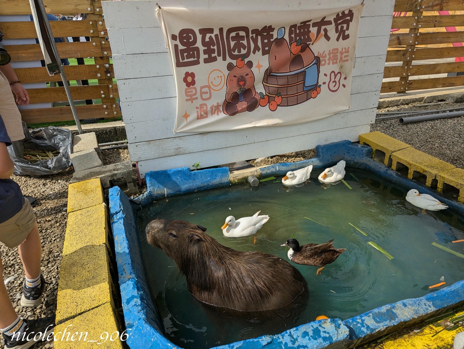﹝親子景點﹞嘉義景點∣中埔萌寵村親子樂園∣小朋友最愛的餵動物∣多個免費遊樂設施∣可以放電半天的好地方∣嘉義親子景點∣放電完再去附近的足湯餐廳吃飯∣台版神隱少女油屋 清豐濤月∣ - 第16張圖