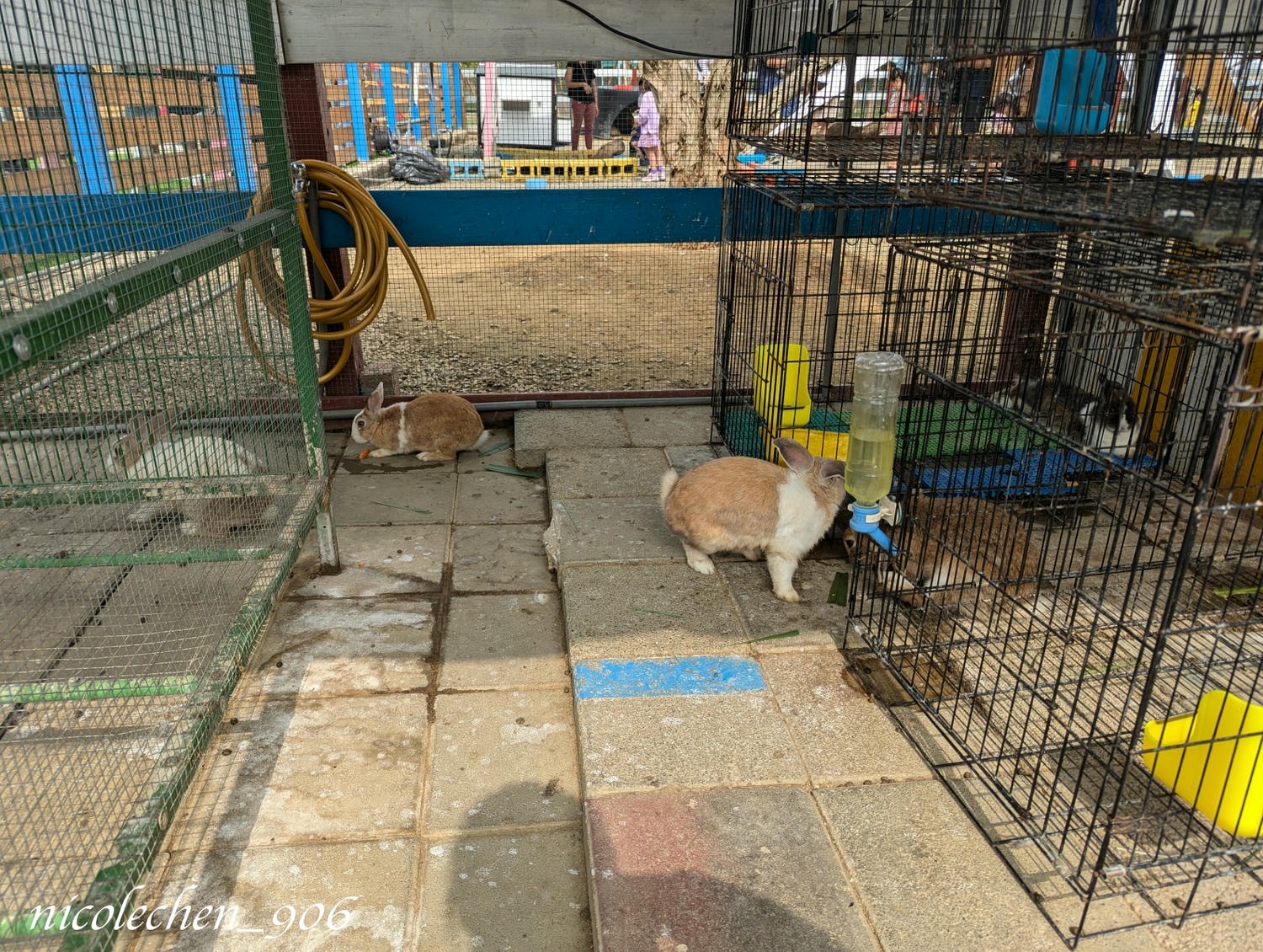 ﹝親子景點﹞嘉義景點∣中埔萌寵村親子樂園∣小朋友最愛的餵動物∣多個免費遊樂設施∣可以放電半天的好地方∣嘉義親子景點∣放電完再去附近的足湯餐廳吃飯∣台版神隱少女油屋 清豐濤月∣ - 第18張圖