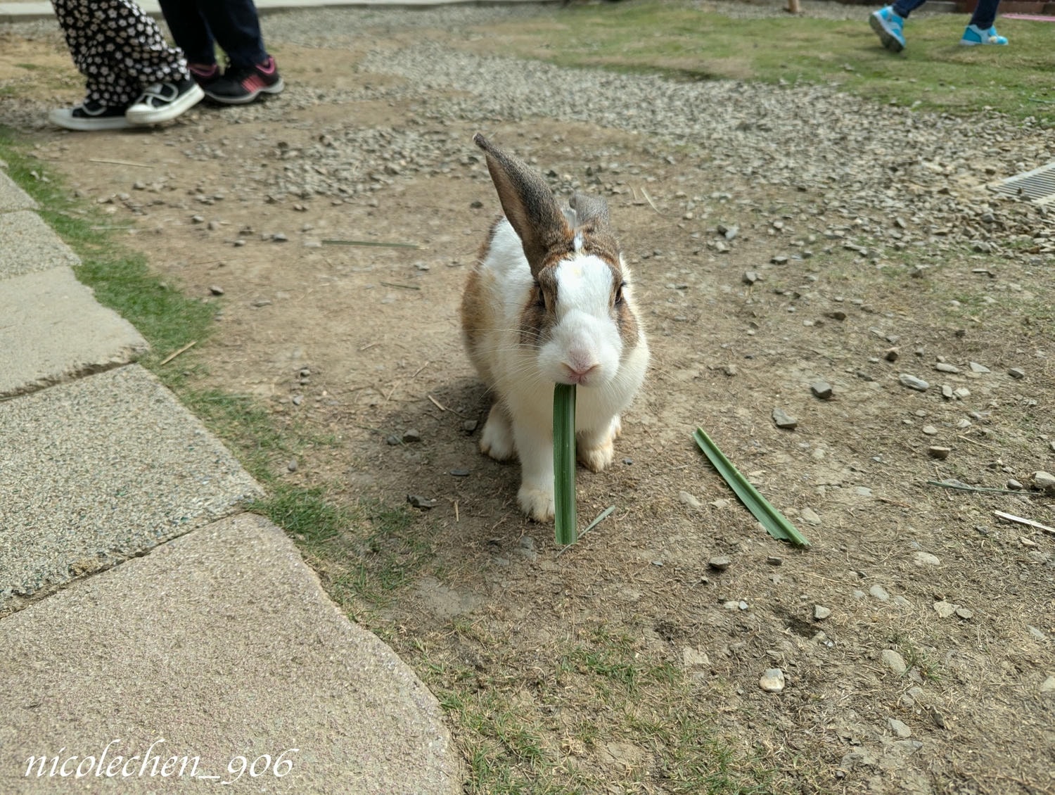 ﹝親子景點﹞嘉義景點∣中埔萌寵村親子樂園∣小朋友最愛的餵動物∣多個免費遊樂設施∣可以放電半天的好地方∣嘉義親子景點∣放電完再去附近的足湯餐廳吃飯∣台版神隱少女油屋 清豐濤月∣ - 第19張圖