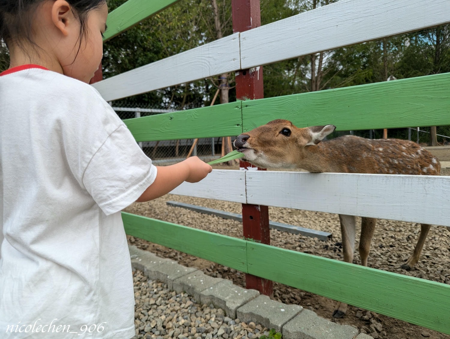 ﹝親子景點﹞嘉義景點∣中埔萌寵村親子樂園∣小朋友最愛的餵動物∣多個免費遊樂設施∣可以放電半天的好地方∣嘉義親子景點∣放電完再去附近的足湯餐廳吃飯∣台版神隱少女油屋 清豐濤月∣ - 第23張圖