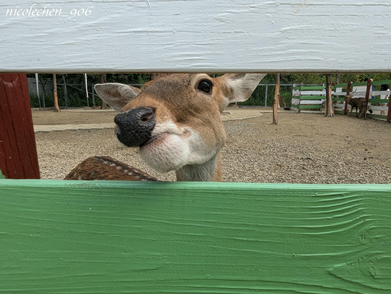 ﹝親子景點﹞嘉義景點∣中埔萌寵村親子樂園∣小朋友最愛的餵動物∣多個免費遊樂設施∣可以放電半天的好地方∣嘉義親子景點∣放電完再去附近的足湯餐廳吃飯∣台版神隱少女油屋 清豐濤月∣ - 第24張圖