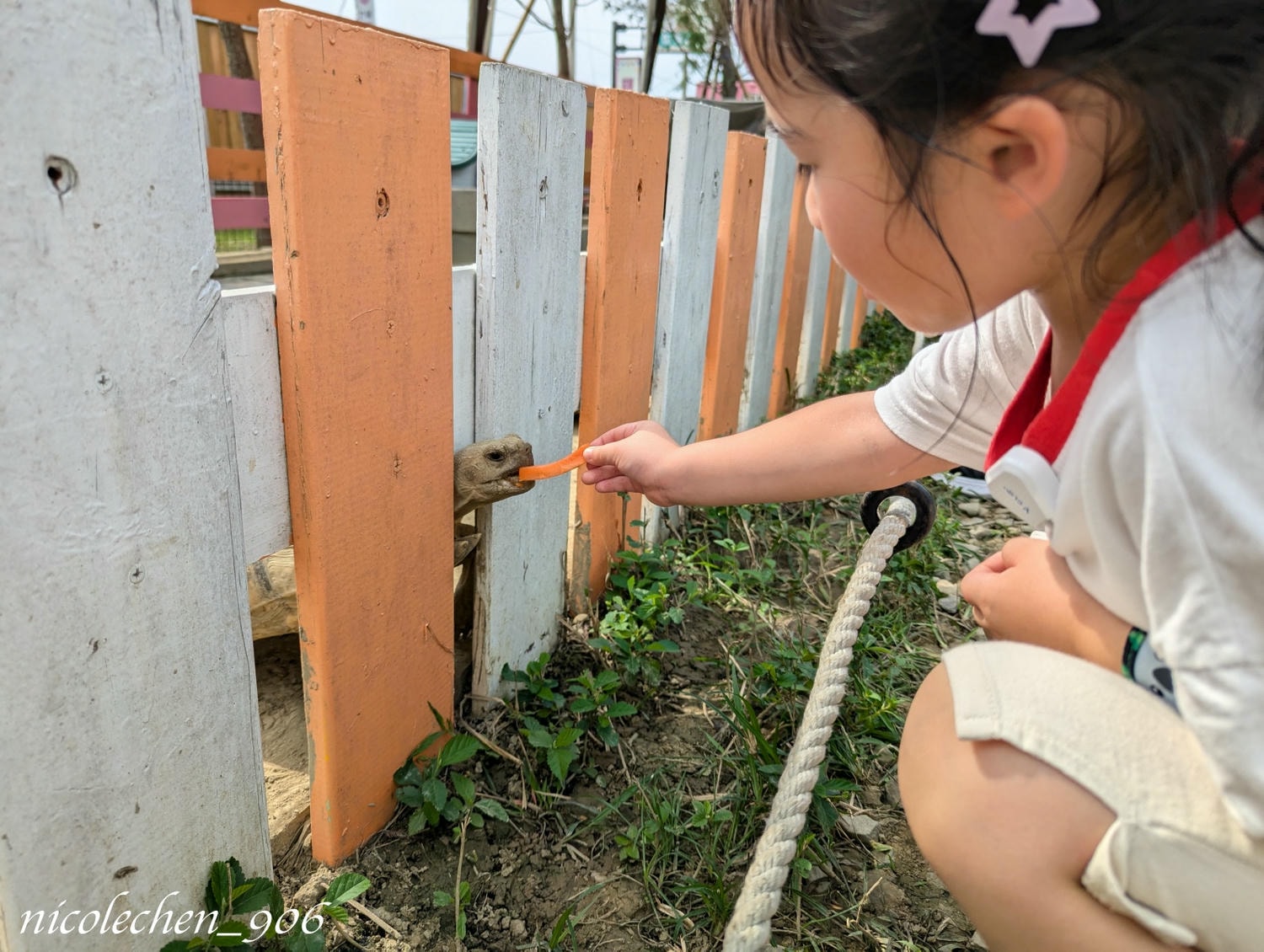 ﹝親子景點﹞嘉義景點∣中埔萌寵村親子樂園∣小朋友最愛的餵動物∣多個免費遊樂設施∣可以放電半天的好地方∣嘉義親子景點∣放電完再去附近的足湯餐廳吃飯∣台版神隱少女油屋 清豐濤月∣ - 第14張圖
