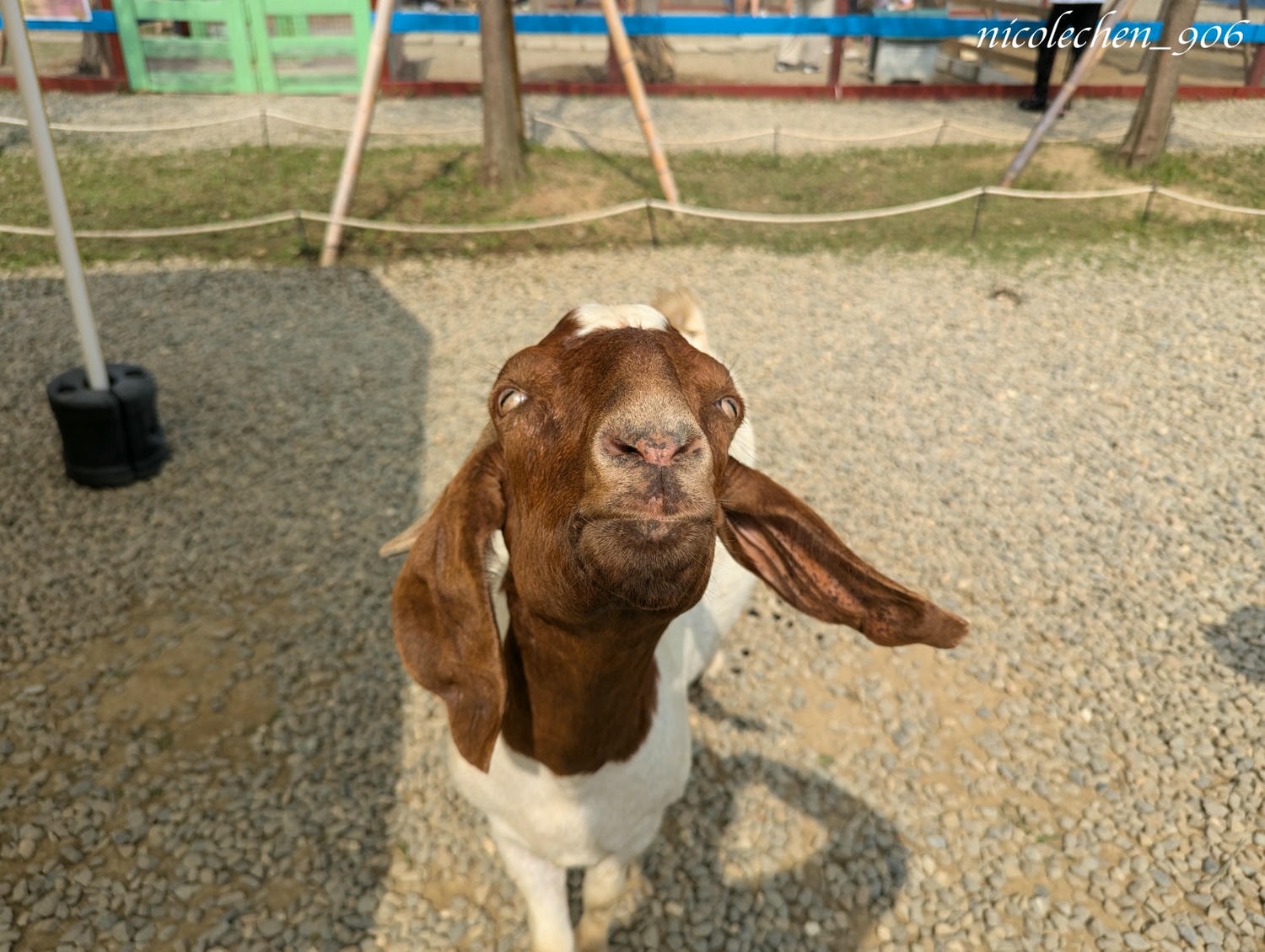 ﹝親子景點﹞嘉義景點∣中埔萌寵村親子樂園∣小朋友最愛的餵動物∣多個免費遊樂設施∣可以放電半天的好地方∣嘉義親子景點∣放電完再去附近的足湯餐廳吃飯∣台版神隱少女油屋 清豐濤月∣ - 第10張圖