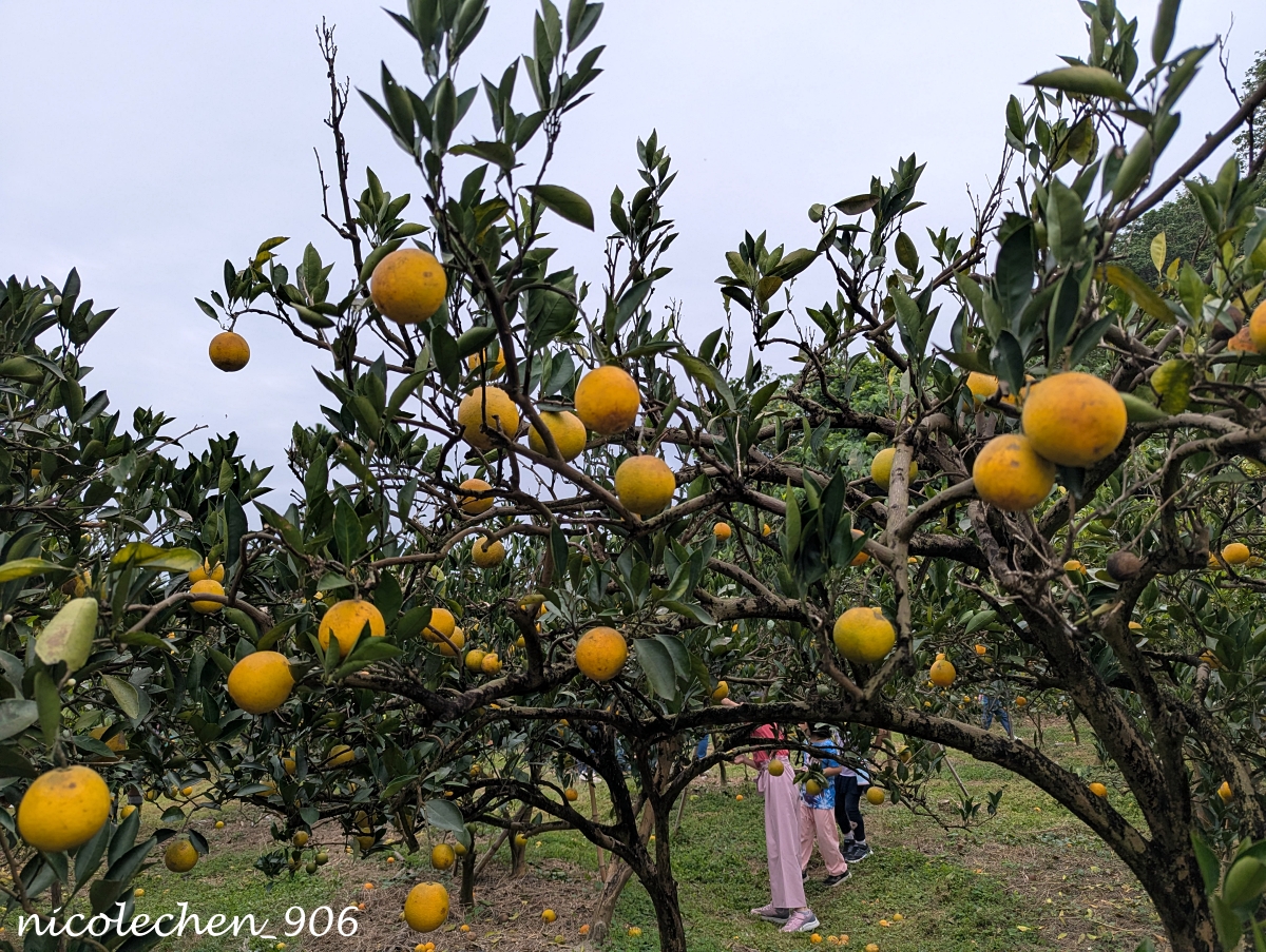 ﹝親子採果﹞冬天就是要採柳丁∣台南東山蕭永固果園∣現採現榨柳丁汁∣園區還準備了很多可愛拍照道具∣適合全家大小的親子景點∣台南親子景點∣寵物友善∣