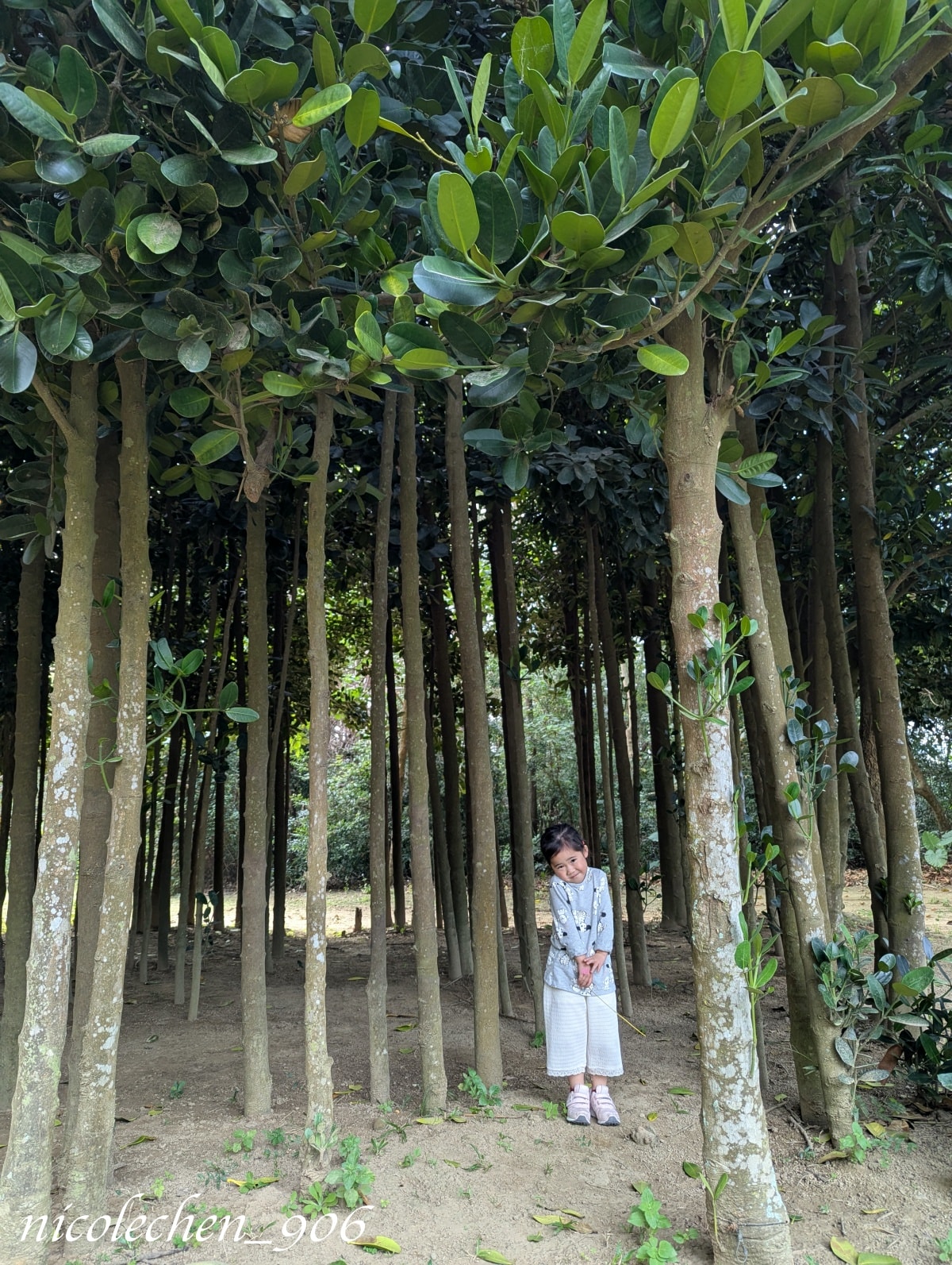 ﹝親子景點﹞台南景點∣山上區花園水道博物館∣寵物友善∣夏天可以玩水∣有森林區也有漂亮的藝術花園∣園區有三間餐廳∣放電完再去木瓜媽吃鯛魚燒∣多種口味鯛魚燒超好吃∣台南親子景點∣ - 第24張圖
