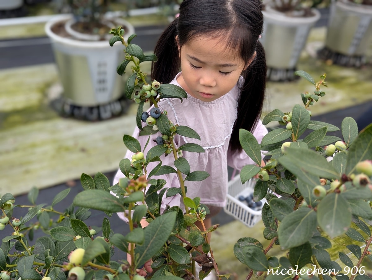 ﹝親子採果﹞彰化景點∣田尾美莓 莓莓果園∣帶著女兒一起採藍莓∣又甜又大顆還帶有花香味的藍莓 超好吃∣絕對會再回訪的採果行程∣把握草莓季尾巴∣來草莓幼幼班採草莓∣ - 第6張圖