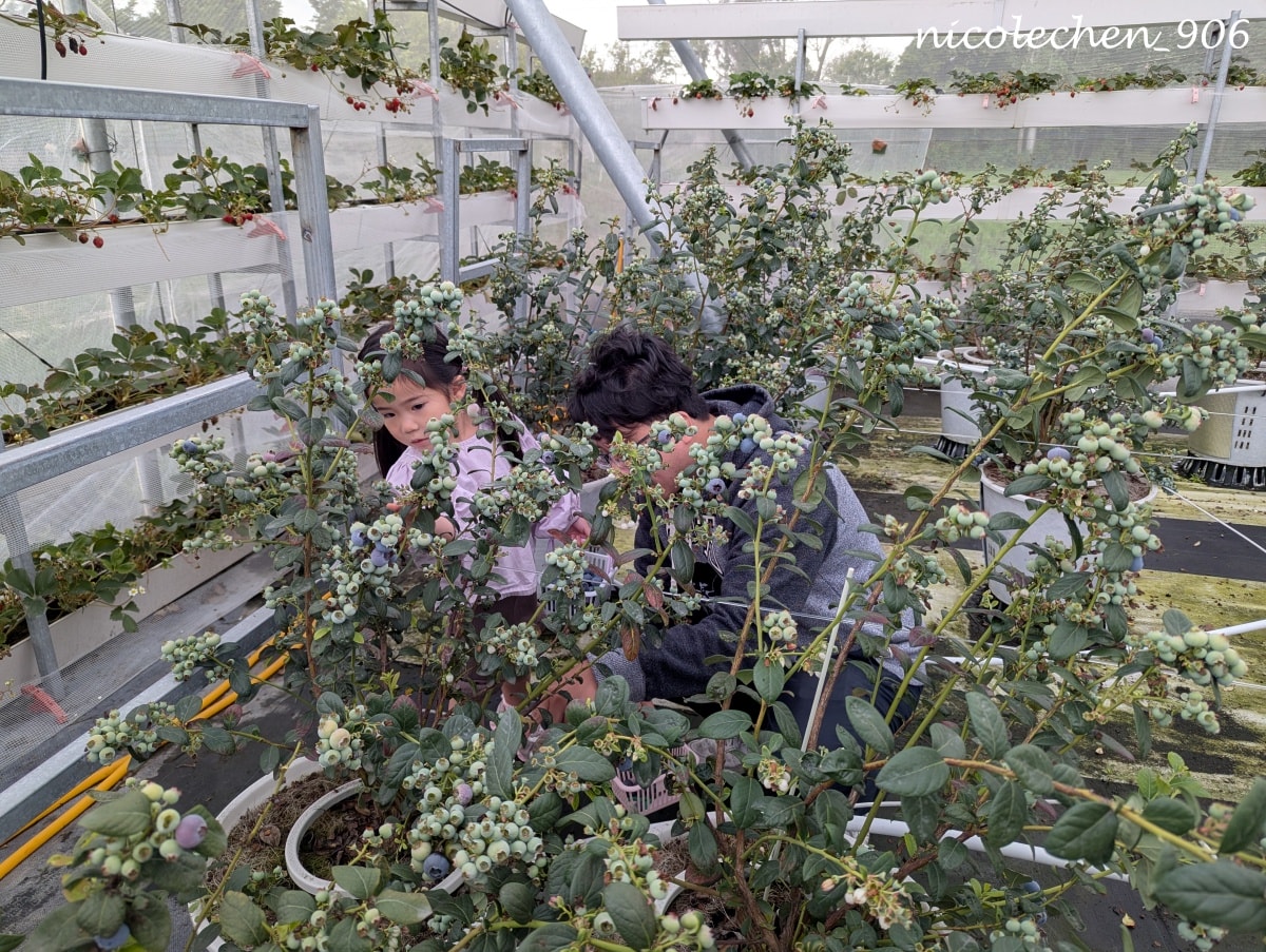 ﹝親子採果﹞彰化景點∣田尾美莓 莓莓果園∣帶著女兒一起採藍莓∣又甜又大顆還帶有花香味的藍莓 超好吃∣絕對會再回訪的採果行程∣把握草莓季尾巴∣來草莓幼幼班採草莓∣ - 第10張圖