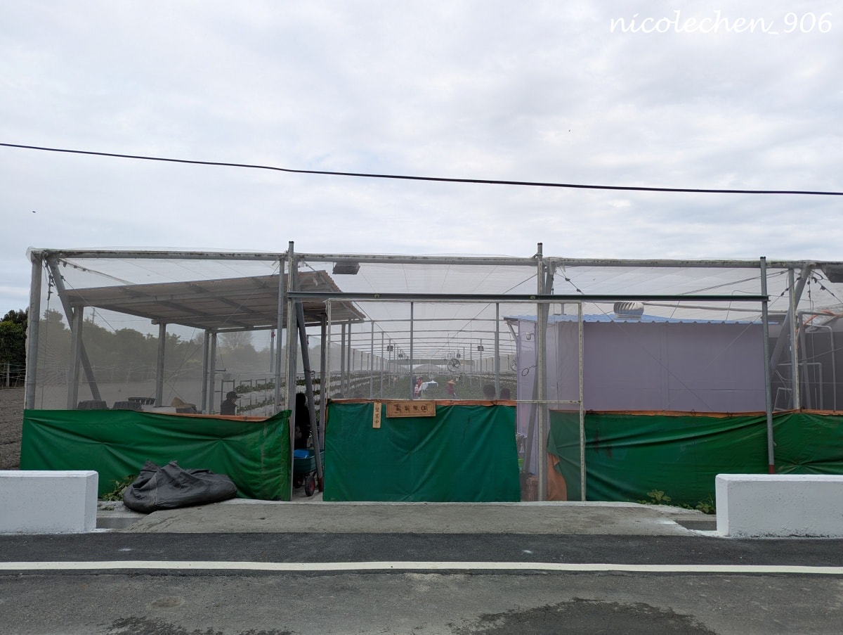 ﹝親子採果﹞彰化景點∣田尾美莓 莓莓果園∣帶著女兒一起採藍莓∣又甜又大顆還帶有花香味的藍莓 超好吃∣絕對會再回訪的採果行程∣把握草莓季尾巴∣來草莓幼幼班採草莓∣ - 第1張圖