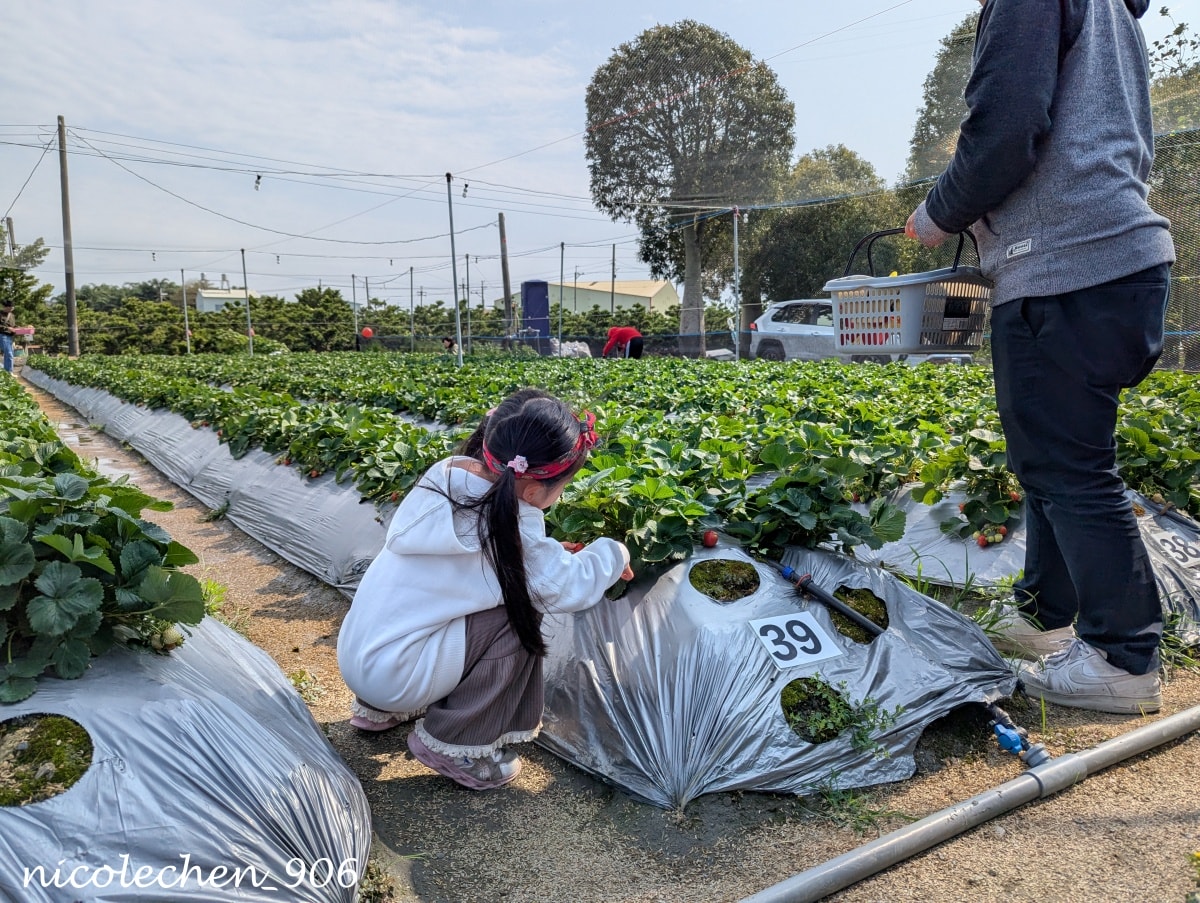 ﹝親子採果﹞彰化景點∣田尾美莓 莓莓果園∣帶著女兒一起採藍莓∣又甜又大顆還帶有花香味的藍莓 超好吃∣絕對會再回訪的採果行程∣把握草莓季尾巴∣來草莓幼幼班採草莓∣ - 第25張圖