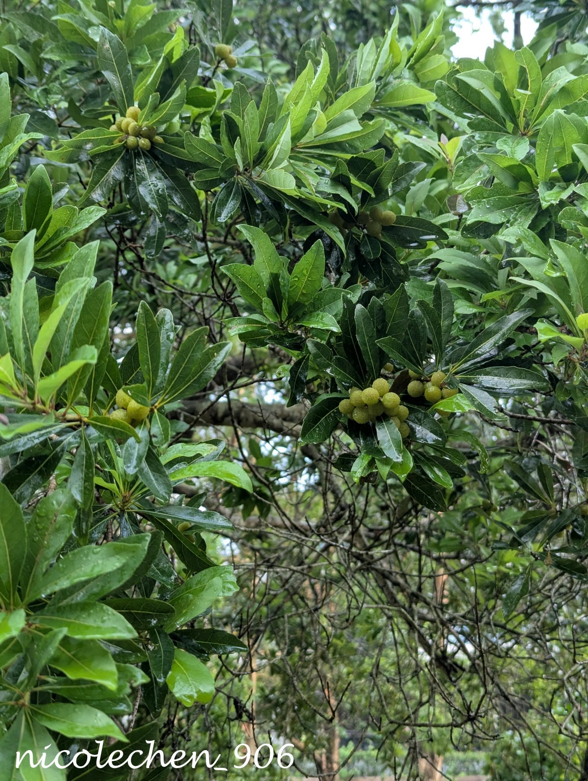 ﹝親子景點﹞四季皆有不同景色的麻布山林∣新竹景點∣滿山坡的螢火蟲∣大自然是最棒的課本∣北埔老街逛逛∣喝擂茶 吃粄條 買菜包∣ - 第41張圖