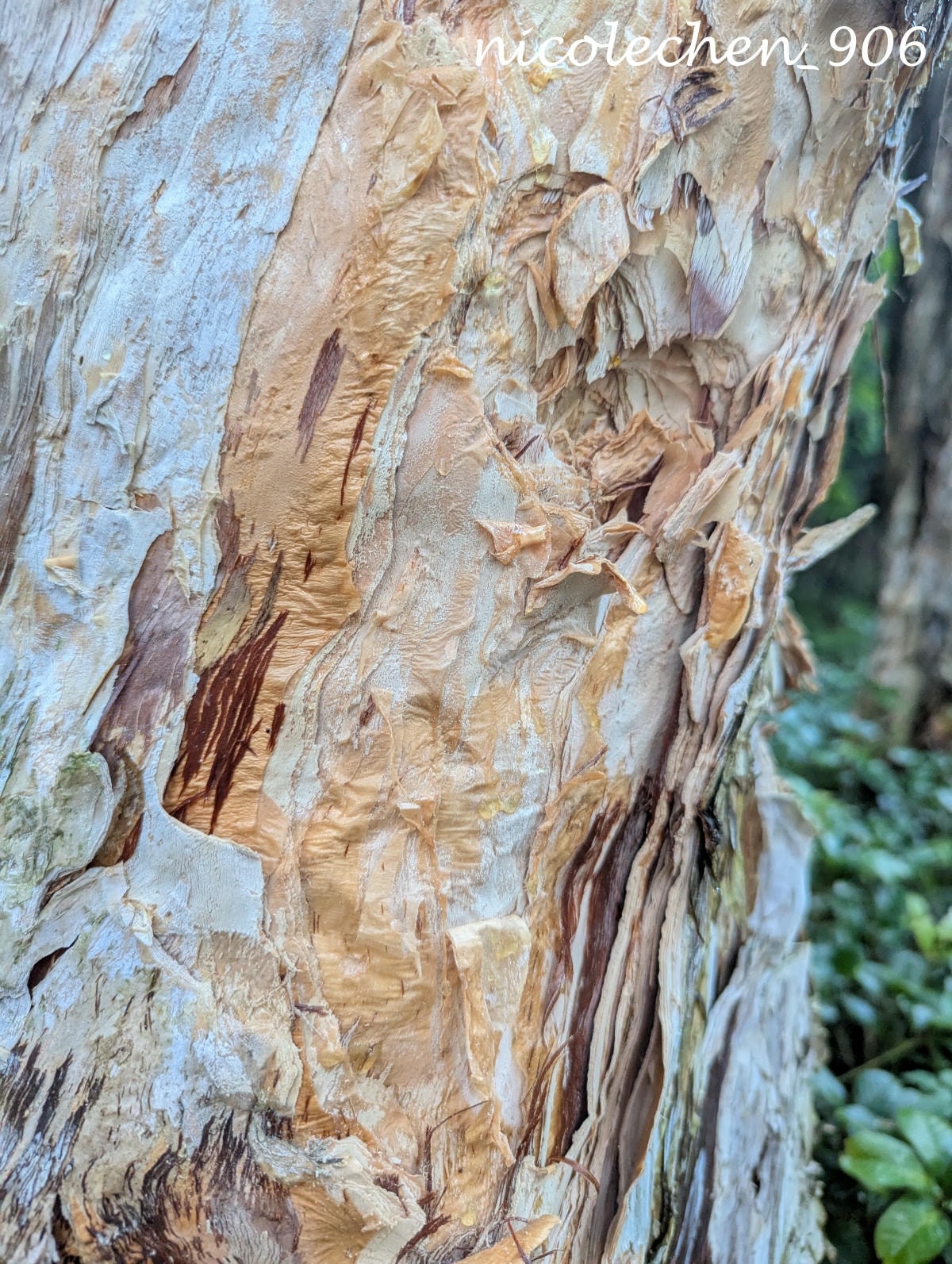 ﹝親子景點﹞四季皆有不同景色的麻布山林∣新竹景點∣滿山坡的螢火蟲∣大自然是最棒的課本∣北埔老街逛逛∣喝擂茶 吃粄條 買菜包∣ - 第42張圖