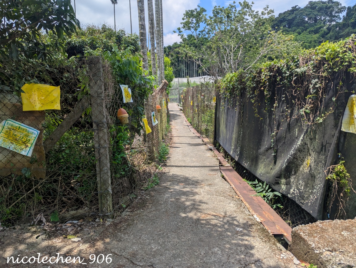 ﹝親子採果﹞台中新社新峰農場採甜蜜桃∣產季到6月初∣人不會太多採果品質好∣採完蜜桃可以再去薰衣草森林看繡球花∣台中親子一日遊∣新社景點∣ - 第3張圖